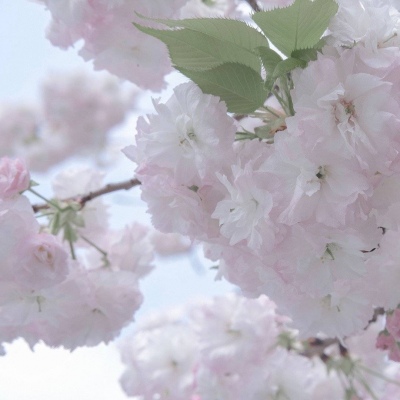 Furry绘画构图灵感福瑞交流群